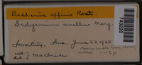 Badhamia affinis image